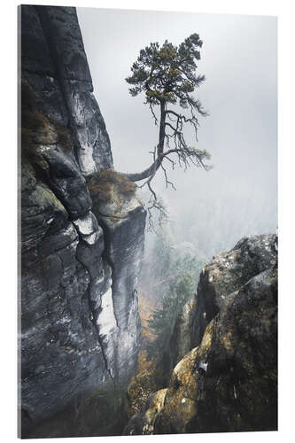 Acrylic print Old pine trees in the Elbe Sandstone Mountains