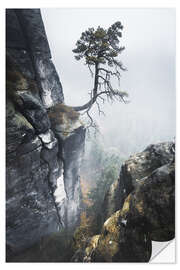 Selvklebende plakat Old pine trees in the Elbe Sandstone Mountains