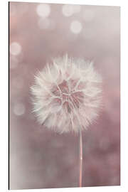 Quadro em alumínio Dandelion in rose