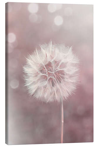 Canvas-taulu Dandelion in rose