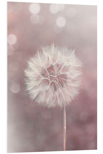 Foam board print Dandelion in rose