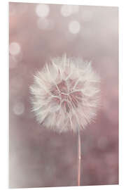 Foam board print Dandelion in rose