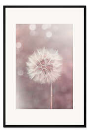 Gerahmter Kunstdruck Löwenzahn in rose