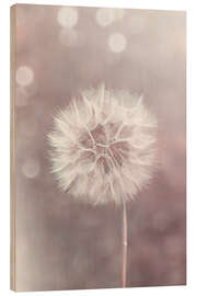 Obraz na drewnie  Dandelion in rose - Andrea Haase Foto