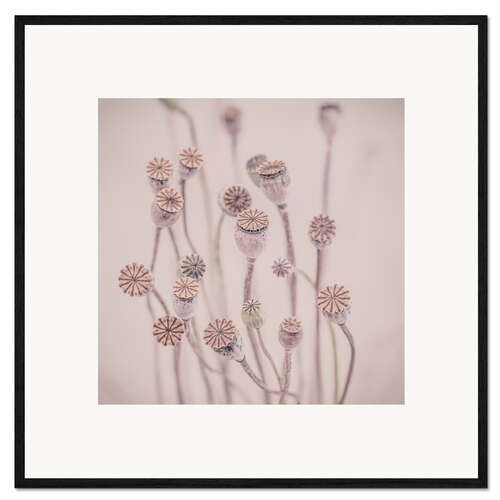 Ingelijste kunstdruk Pastel Poppy