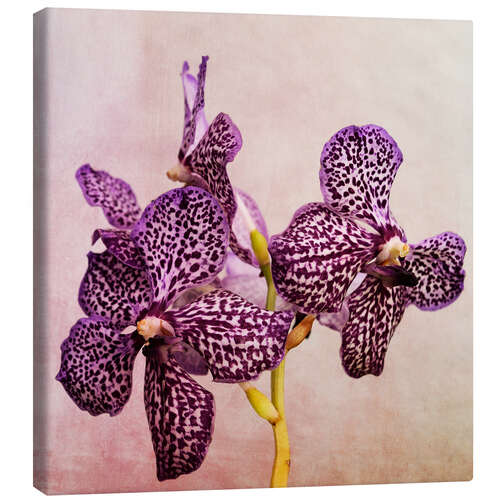 Stampa su tela Orchidea