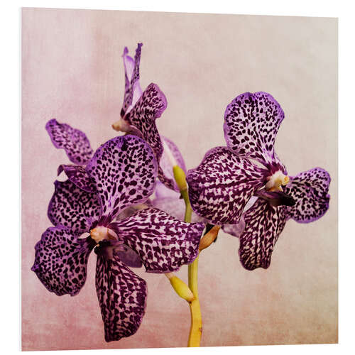 Foam board print Orchid