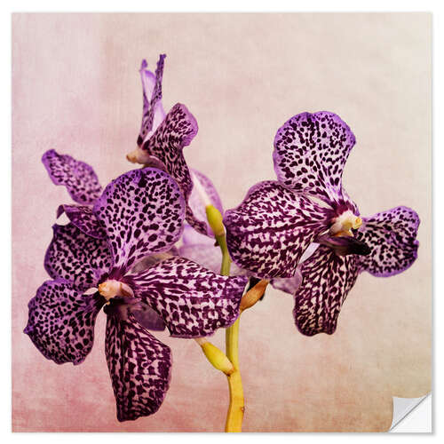 Selvklebende plakat Orchid