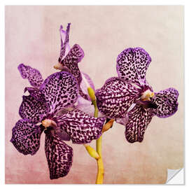 Wall sticker Orchid