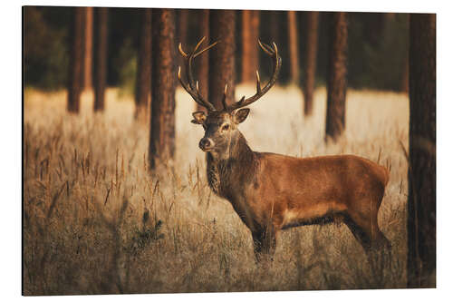 Aluminium print Deer in the woods with grass