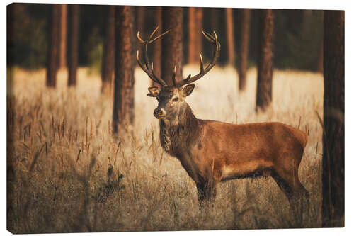 Canvas-taulu Deer in the woods with grass