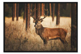 Gerahmter Kunstdruck Hirsch im Wald mit Gras