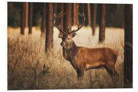 Foam board print Deer in the woods with grass