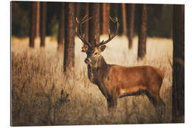 Gallery print Deer in the woods with grass