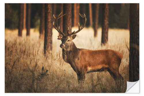 Sticker mural Cerf dans les bois