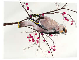 Acrylglas print Waxwing