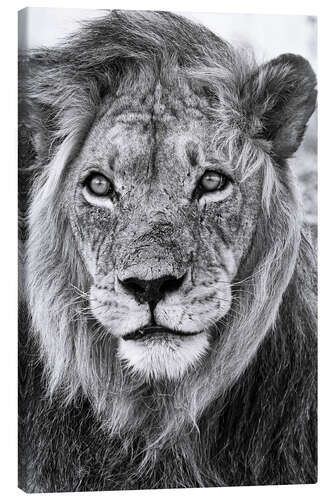 Canvas print King of the Kalahari