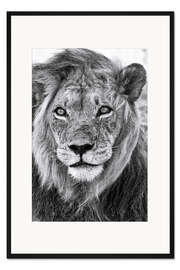Gerahmter Kunstdruck König der Kalahari