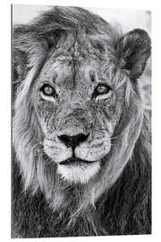 Gallery print King of the Kalahari