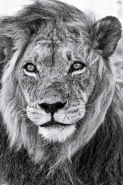 Magnettafel König der Kalahari