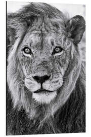 Magnettafel König der Kalahari