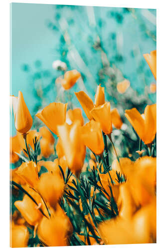 Akrylbilde Orange flowers