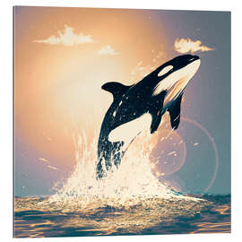 Gallery print Orcas can fly