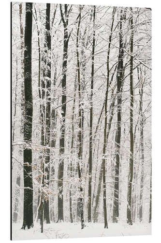 Aluminiumtavla Trees in winter with snow