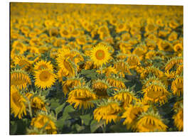 Tableau en aluminium Champ de tournesol