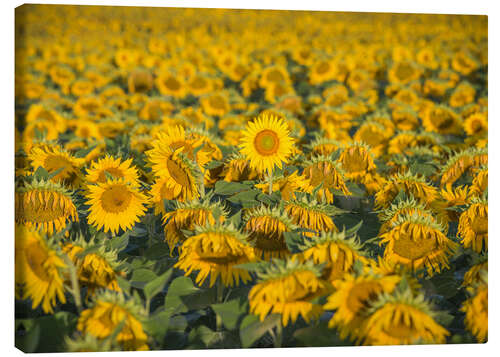 Canvas-taulu Sunflower field