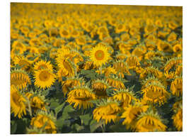 Foam board print Sunflower field