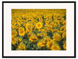 Framed art print Sunflower field