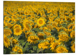 Gallery print Sunflower field