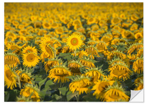 Wall sticker Sunflower field