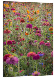 Aluminium print The Colourful Wild Flowers of France