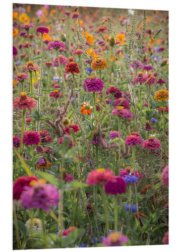 Foam board print The Colourful Wild Flowers of France