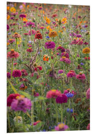 Foam board print The Colourful Wild Flowers of France