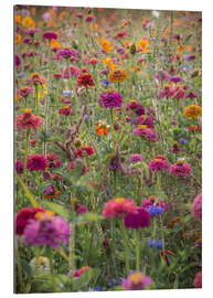 Galleriataulu The Colourful Wild Flowers of France