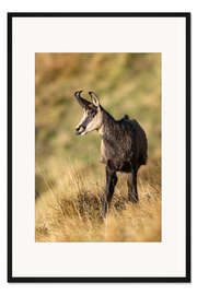 Gerahmter Kunstdruck Freche Gams