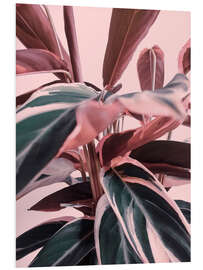 Foam board print Foliage on pink