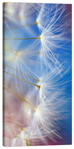 Canvas print Blowball Beauty