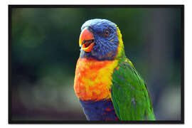 Gerahmter Kunstdruck Papagei