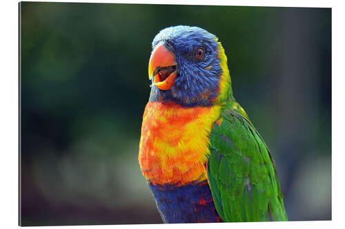 Gallery print Parrot