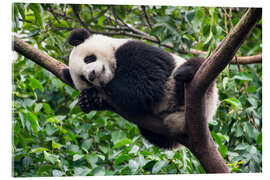 Acrylic print Sleeping panda bear on a tree