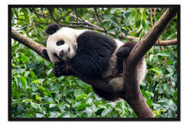 Gerahmter Kunstdruck Schlafender Pandabär auf einem Baum