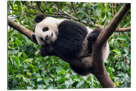 Gallery print Sleeping panda bear on a tree