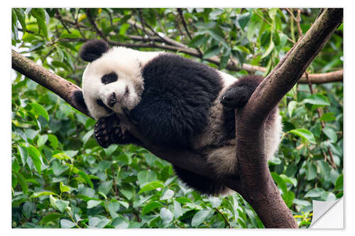 Naklejka na ścianę Sleeping panda bear on a tree