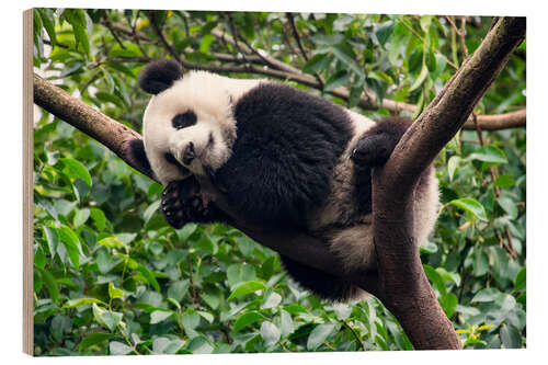 Wood print Sleeping panda bear on a tree