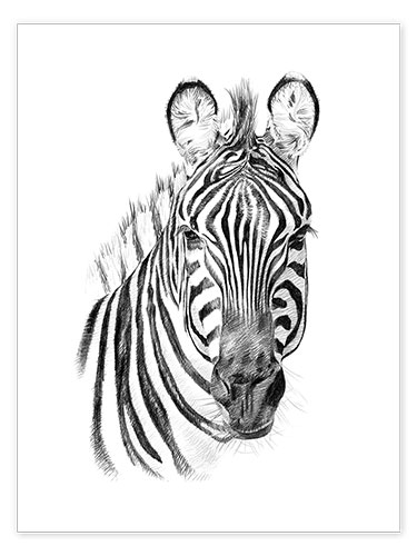 Poster Zebra Sketch