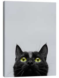 Canvas print Curiosity of the cat